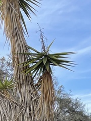 Yucca gigantea