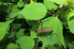 Sphictyrtus longirostris