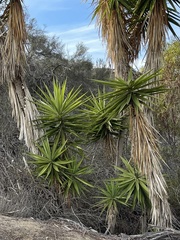 Yucca gigantea