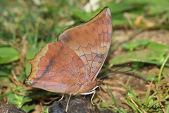 Charaxes psaphon