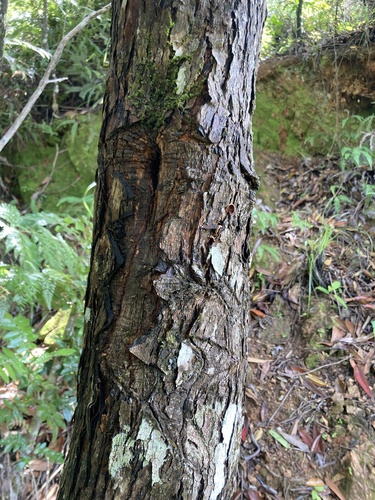 Metrosideros laurifolia, photograph 4