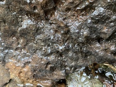 Ambystoma barbouri