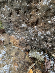 Ambystoma barbouri