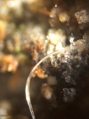 Polycauliona candelaria