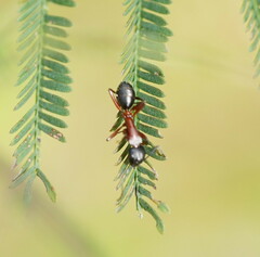 Camponotus innexus