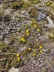 Ranunculus gracilipes