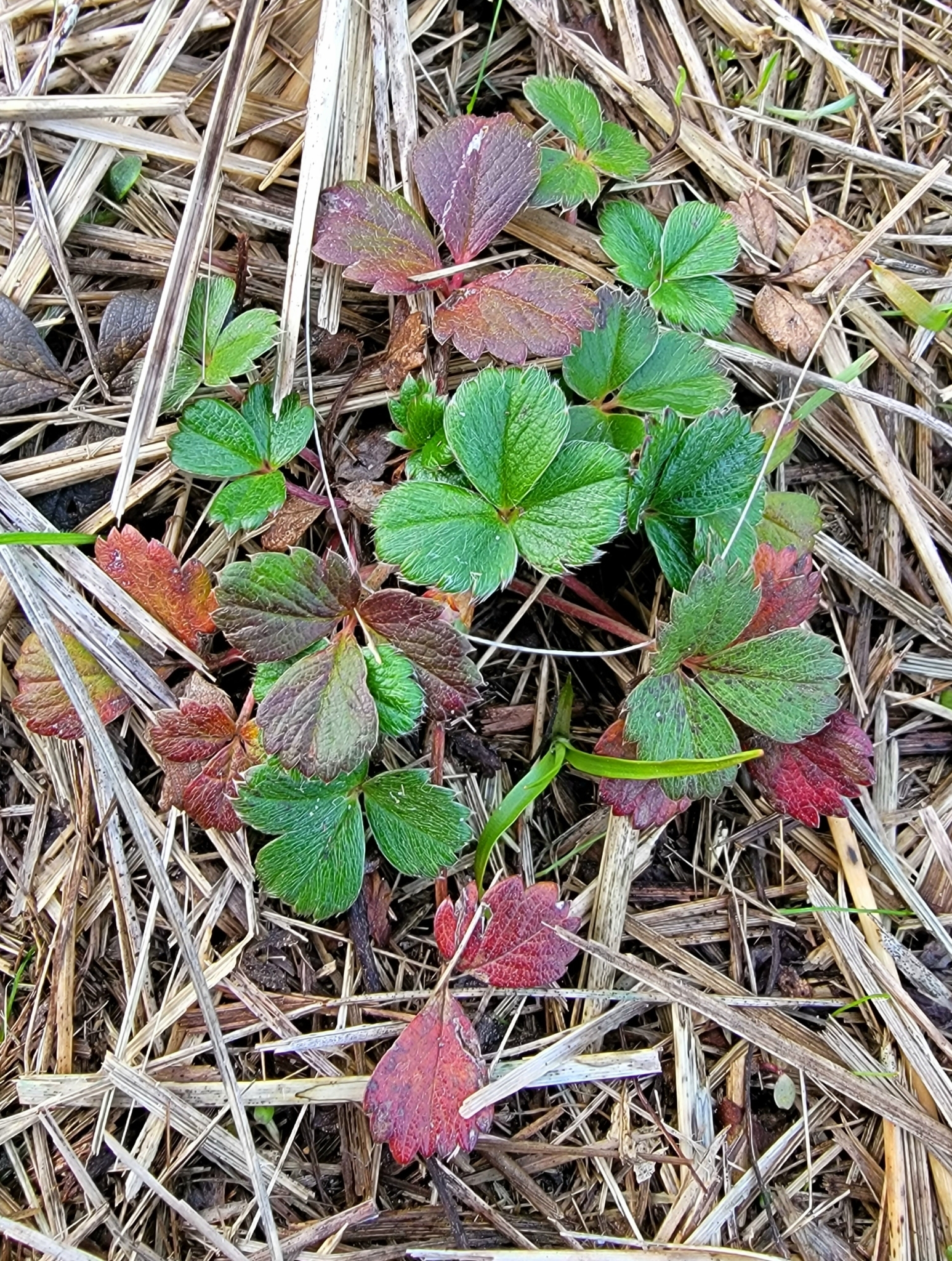 Fragaria chiloensis ssp. lucida