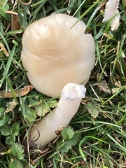 Agrocybe praecox