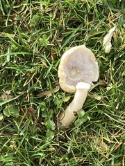 Agrocybe praecox