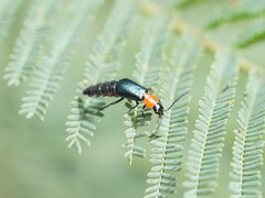 Carphurus cyanopterus