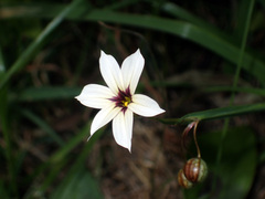 Sisyrinchium micranthum