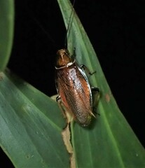 Balta bicolor