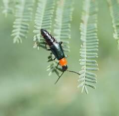 Carphurus cyanopterus