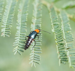 Carphurus cyanopterus