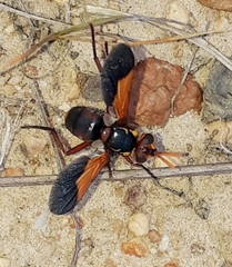 Paraclara