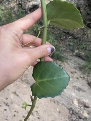 Cissus rotundifolia