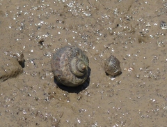 Amphibola crenata