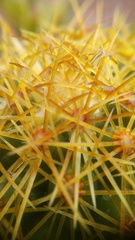 Coryphantha erecta