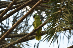 Amazona aestiva