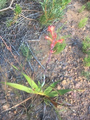 Watsonia tabularis
