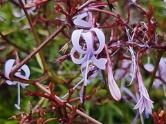 Prismatocarpus diffusus