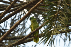 Amazona aestiva