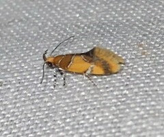 Epicallima argenticinctella