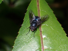 Calliphoroides antennatis