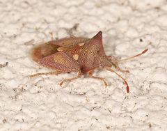Hiarchas angularis