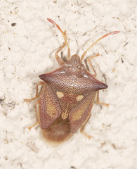 Hiarchas angularis