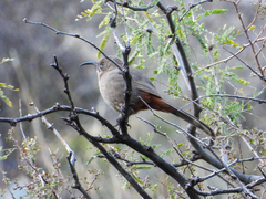 Toxostoma crissale
