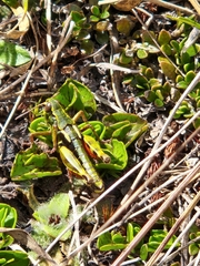 Sigaus australis
