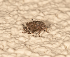 Exithius cariosus