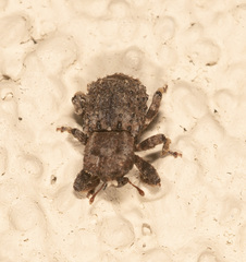 Exithius cariosus