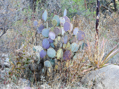Opuntia santa-rita