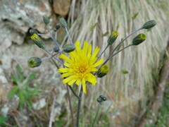 Hieracium pollichiae