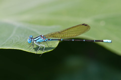 Argia rhoadsi