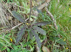 Hieracium pollichiae
