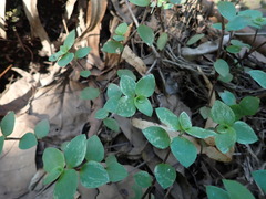 Callisia repens
