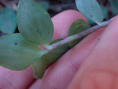 Callisia repens