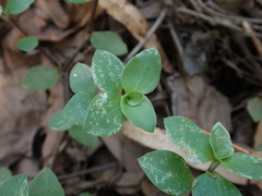 Callisia repens