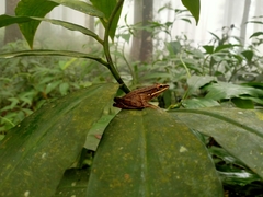 Chalcorana chalconota