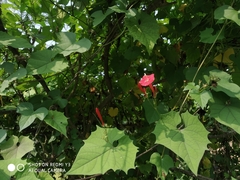 Ipomoea hederifolia