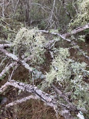 Ramalina peruviana
