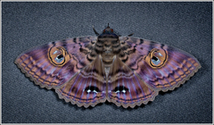 Speiredonia spectans