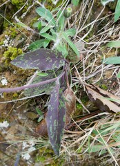 Hieracium pollichiae