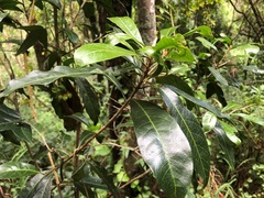 Planchonella pohlmaniana