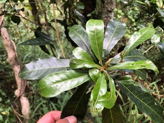 Planchonella pohlmaniana