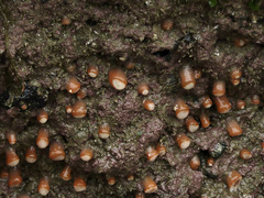 Anthothoe albocincta