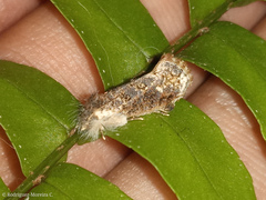 Acrolophinae